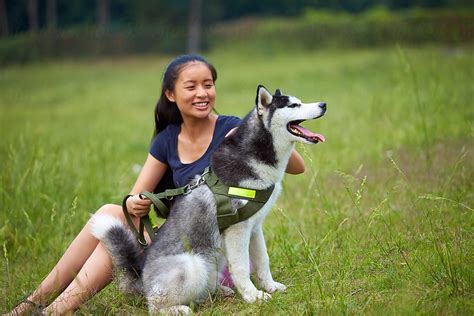 japanese dog sex